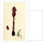 Orobanche Rubra Red Broom-Rape by Anonymous