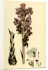 Orobanche Caryophyllacea Clove-Scented Broomrape by Anonymous