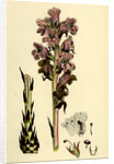 Orobanche Caryophyllacea Clove-Scented Broomrape by Anonymous