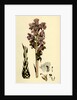 Orobanche Caryophyllacea Clove-Scented Broomrape by Anonymous