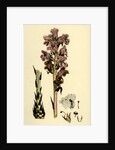 Orobanche Caryophyllacea Clove-Scented Broomrape by Anonymous
