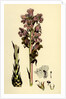 Orobanche Caryophyllacea Clove-Scented Broomrape by Anonymous