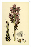 Orobanche Caryophyllacea Clove-Scented Broomrape by Anonymous