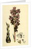 Orobanche Caryophyllacea Clove-Scented Broomrape by Anonymous