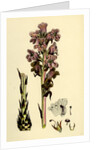 Orobanche Caryophyllacea Clove-Scented Broomrape by Anonymous