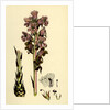 Orobanche Caryophyllacea Clove-Scented Broomrape by Anonymous