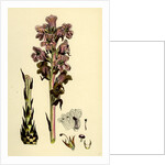 Orobanche Caryophyllacea Clove-Scented Broomrape by Anonymous