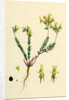 Linaria Supina Decumbent Toadflax by Anonymous