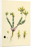 Linaria Supina Decumbent Toadflax by Anonymous