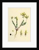 Linaria Supina Decumbent Toadflax by Anonymous
