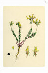 Linaria Supina Decumbent Toadflax by Anonymous