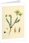 Linaria Supina Decumbent Toadflax by Anonymous