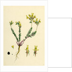 Linaria Supina Decumbent Toadflax by Anonymous