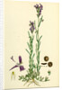 Linaria Pelisseriana Jersey Toadflax by Anonymous
