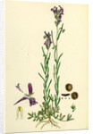 Linaria Pelisseriana Jersey Toadflax by Anonymous