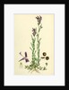 Linaria Pelisseriana Jersey Toadflax by Anonymous