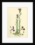 Linaria Pelisseriana Jersey Toadflax by Anonymous