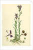 Linaria Pelisseriana Jersey Toadflax by Anonymous