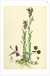 Linaria Pelisseriana Jersey Toadflax by Anonymous