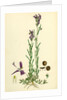 Linaria Pelisseriana Jersey Toadflax by Anonymous
