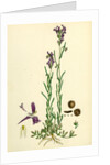 Linaria Pelisseriana Jersey Toadflax by Anonymous