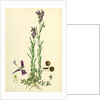 Linaria Pelisseriana Jersey Toadflax by Anonymous