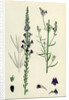 Linaria Purpurea Purple Toadflax by Anonymous