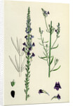Linaria Purpurea Purple Toadflax by Anonymous
