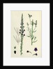 Linaria Purpurea Purple Toadflax by Anonymous