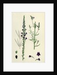 Linaria Purpurea Purple Toadflax by Anonymous