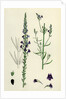 Linaria Purpurea Purple Toadflax by Anonymous