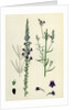 Linaria Purpurea Purple Toadflax by Anonymous