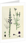 Linaria Purpurea Purple Toadflax by Anonymous
