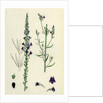 Linaria Purpurea Purple Toadflax by Anonymous