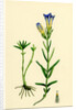 Gentiana Pneumonanthe Calathian Violet by Anonymous