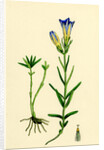 Gentiana Pneumonanthe Calathian Violet by Anonymous