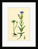 Gentiana Pneumonanthe Calathian Violet by Anonymous