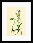Gentiana Pneumonanthe Calathian Violet by Anonymous
