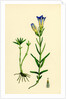 Gentiana Pneumonanthe Calathian Violet by Anonymous
