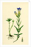 Gentiana Pneumonanthe Calathian Violet by Anonymous