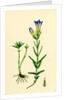 Gentiana Pneumonanthe Calathian Violet by Anonymous