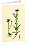 Gentiana Pneumonanthe Calathian Violet by Anonymous