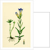 Gentiana Pneumonanthe Calathian Violet by Anonymous