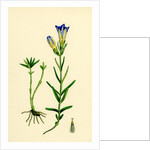 Gentiana Pneumonanthe Calathian Violet by Anonymous