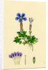 Gentiana Verna Spring Gentian by Anonymous