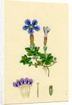 Gentiana Verna Spring Gentian by Anonymous