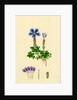Gentiana Verna Spring Gentian by Anonymous