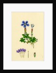 Gentiana Verna Spring Gentian by Anonymous
