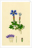 Gentiana Verna Spring Gentian by Anonymous