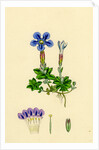 Gentiana Verna Spring Gentian by Anonymous